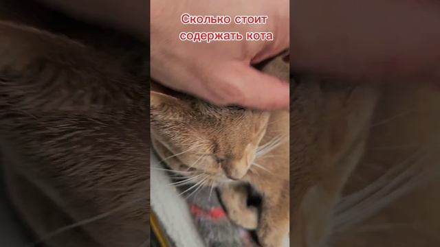 Сколько стоит содержать кота, по мнению кота #дорогойкот