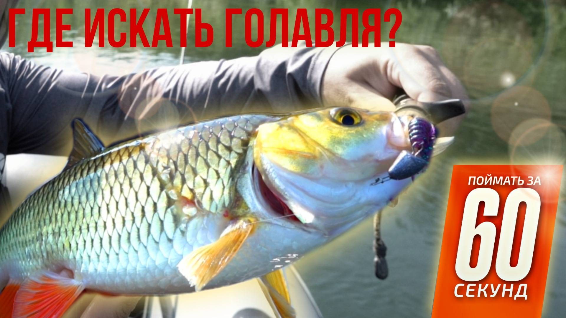 Голавлиные истории. Где поймать крупного голавля