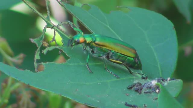 Шпанская мушка ( Lytta vesicatoria )