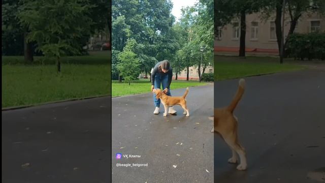 Бигль Фейри Кантри Злат 😍
https://vk.com/beagle_belgorod в питомнике есть щенки