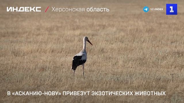 В «Асканию-Нову» привезут экзотических животных