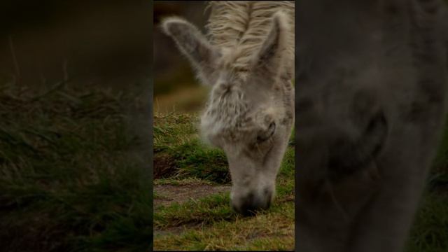 Лама стоит на зеленой поляне, жует нежную травку, наслаждаясь спокойствием природы