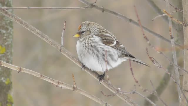 Чечётка ( Carduelis flammea )