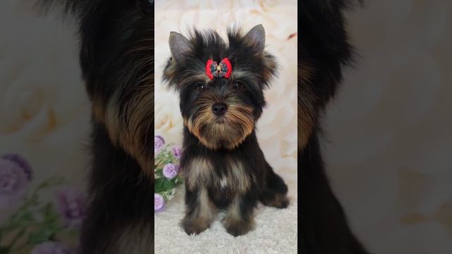 Цветной йорк, девочка.