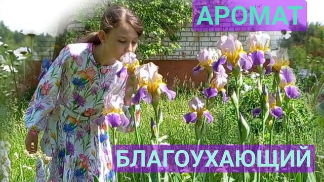 РАСПЛЕСКАЛСЯ БЛАГОУХАЮЩИЙ АРОМАТ САМОГО НЕЖНОГО ЦВЕТКА по всему саду.ИРИС.