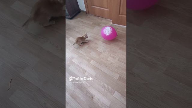 видео с котенком