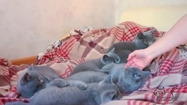 Мои домашние грелочки. Жизнь с кошками