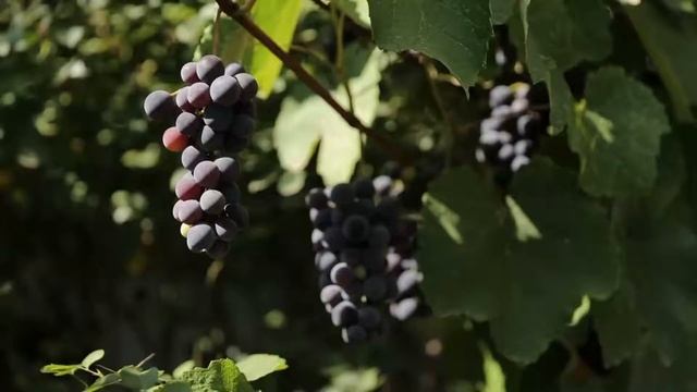 В путь: Незавертайловка анонс