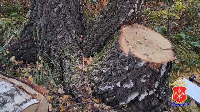 В Крапивинском округе возбуждено уголовное дело в отношении местного жителя, срубившего 9 берез