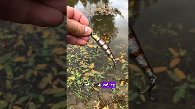 ЛЮБИМЫЕ ПРИМАНКИ | ТРЕНД ДЛЯ РЫБАКОВ🎣  #рыбалка #fishing #рекомендации #тренд #tiktok #shorts #fun