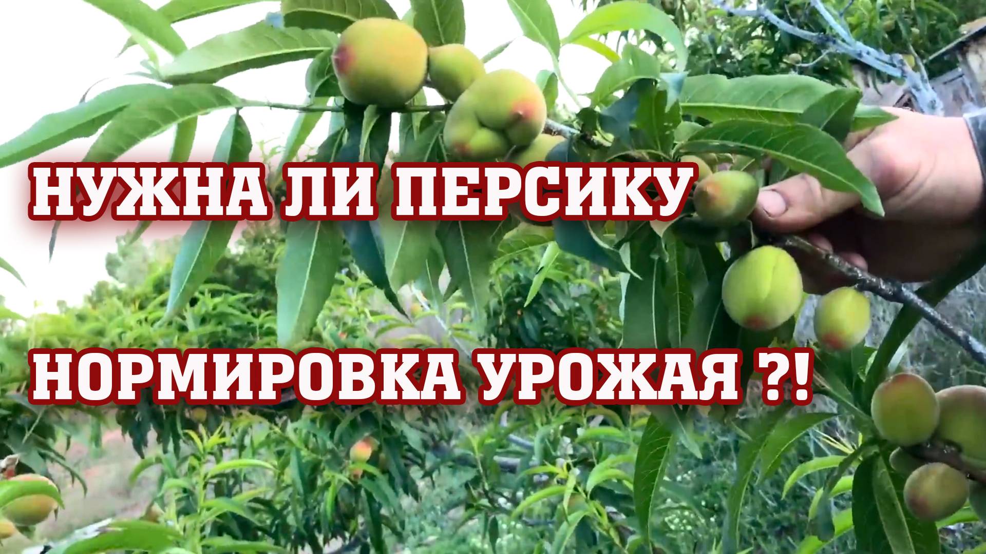 Нужна ли персику нормировка урожая ？!