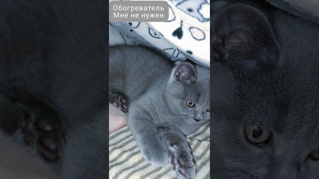 В эти холода, когда промозглая погода, британский котёнок греет меня под одеялом
