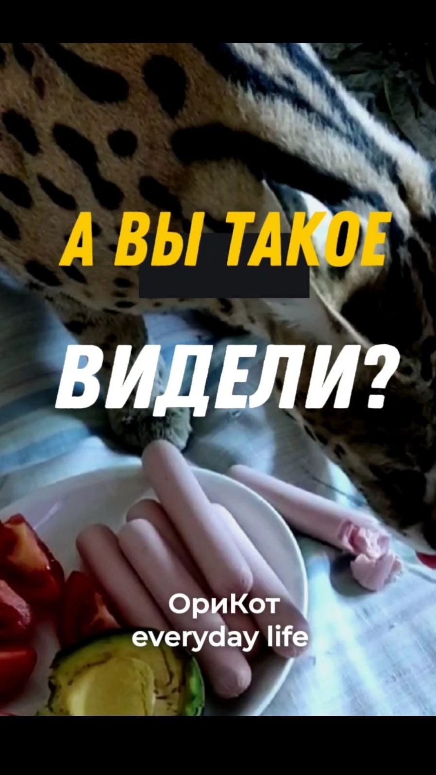 Кто ворует сосиски?... #кот #cat #юмор #прокотов