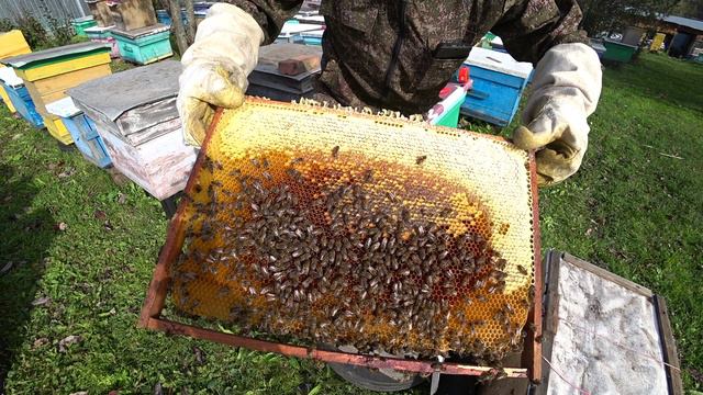 ВСКРЫВАЮ ЛОВУШКИ С ПОЙМАННЫМИ РОЯМИ И ПРОВЕРЯЮ КОРМОВЫЕ ЗАПАСЫ В ЗИМУ.