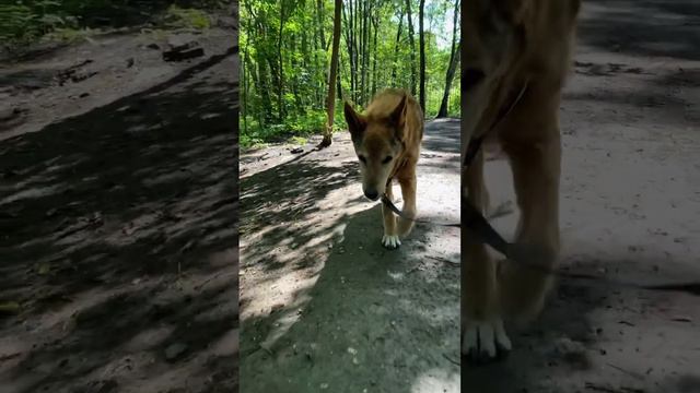 Последнее лето для старичка Оси из приюта Щербинка. Успевайте забирать собачек из приюта #мосприют