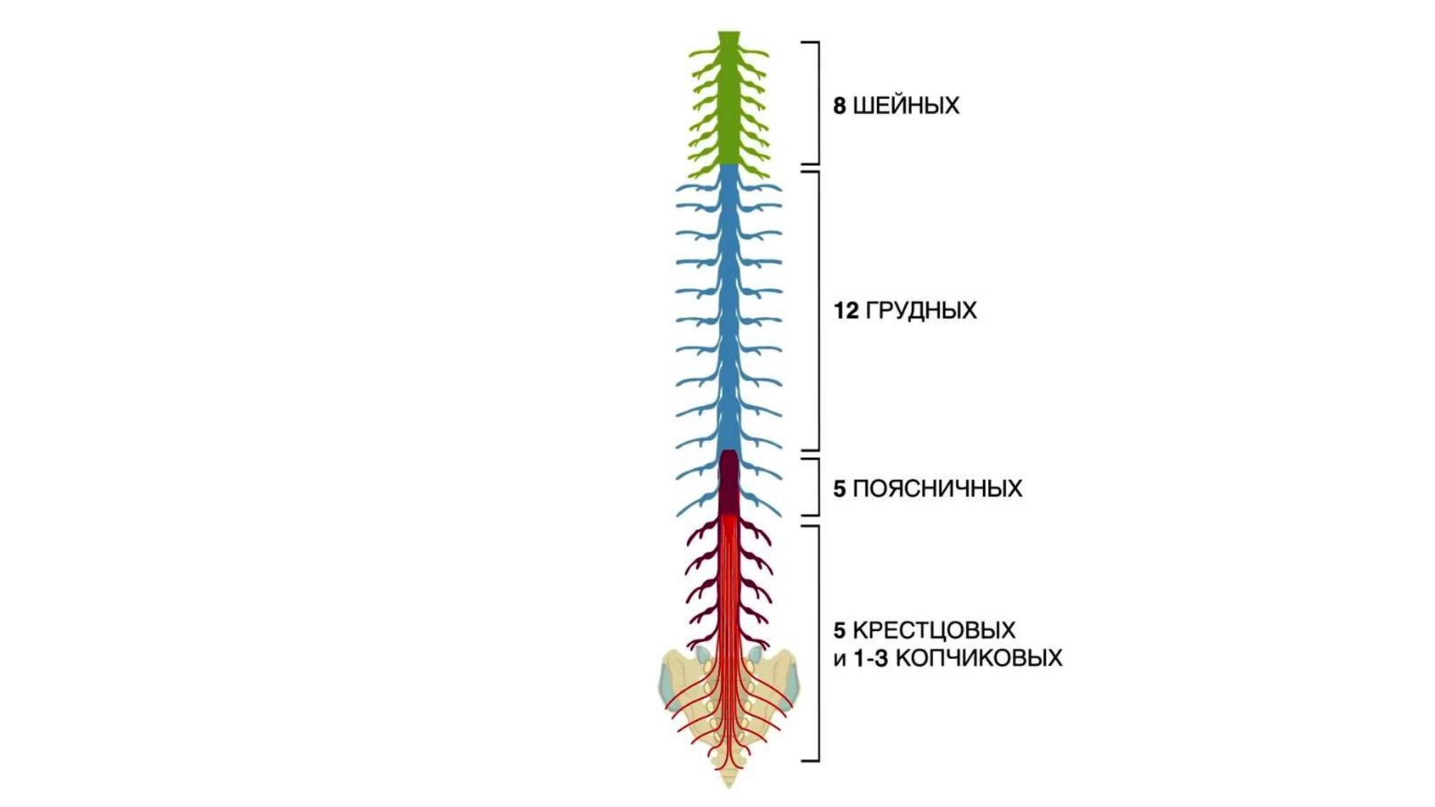 Как устроен спинной мозг