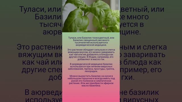 Польза базилика 🤗💚🌿