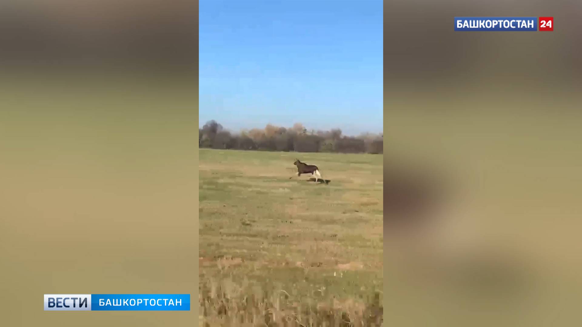 В Башкирии засняли бегущего по полю лося