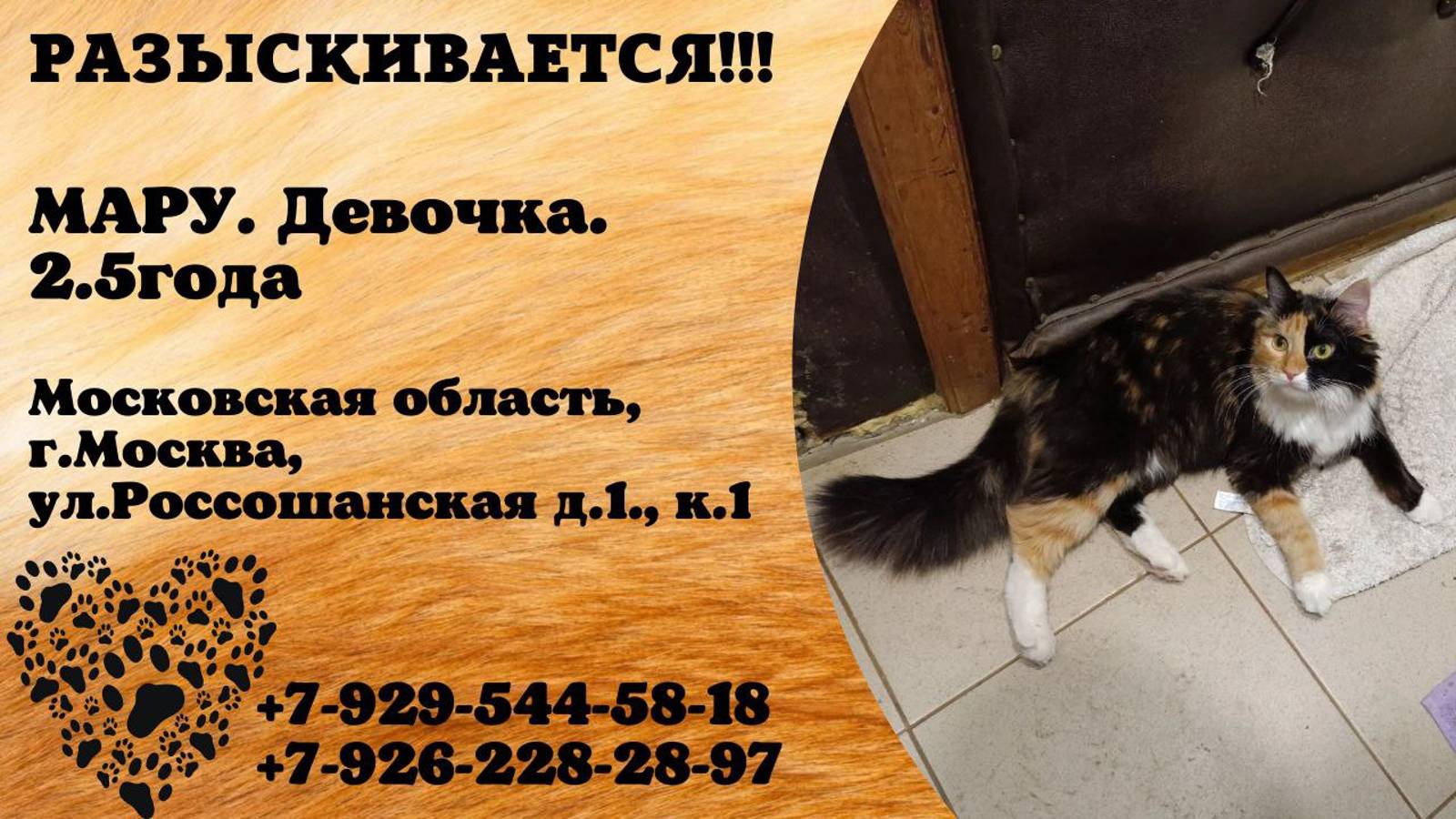 Пропала кошка! МАРУ. 2,5 года. Девочка. Московская обл, г.Москва