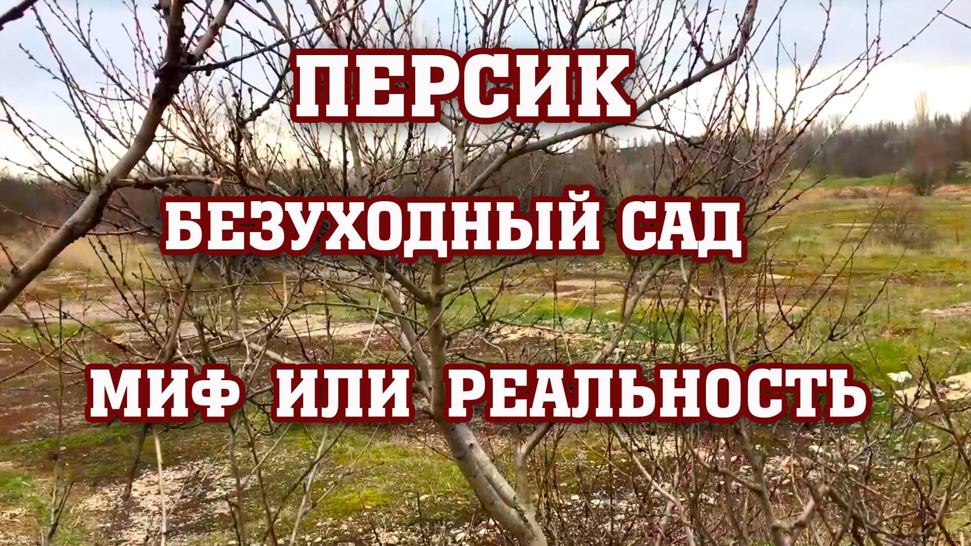 Безуходный ПЕРСИКОВЫЙ САД !!! Миф или реальность ？!!