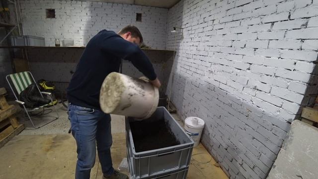 Заселение коконов дендробены.