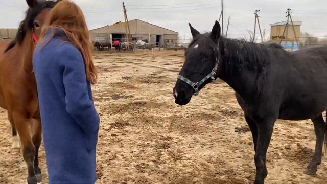 Второй визит к Черри: страх на двоих