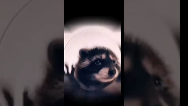 ПЕДРО ПЕДРО ПЕДРО💓