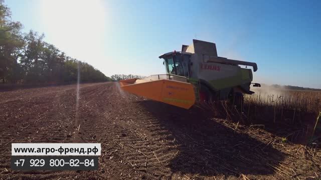 CLAAS LEXION зерноуборочный комбайн убирает семечку жаткой подсолнечной Sunmaster Neo Новатор-Плюс