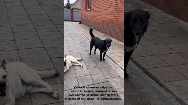 Целители моей души..