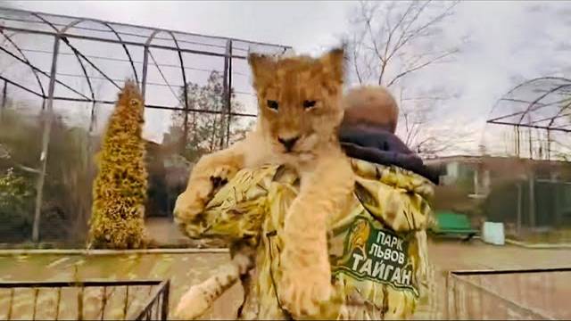 Львенок ШерХан назад с прогулки уже едет на плечах Олега Зубкова!