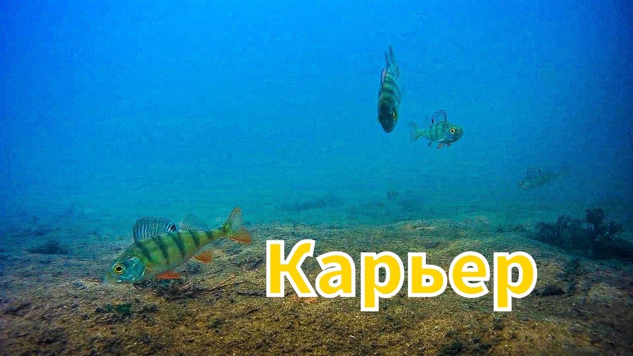 Окунь под водой в карьере