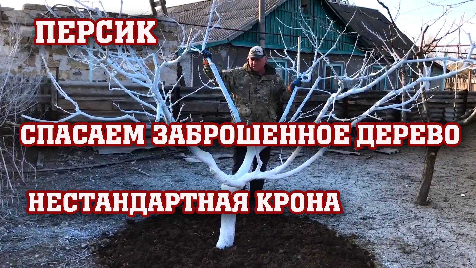 Обрезка нестандартного персика ⧸ Спасаем дерево !!!