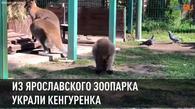 Кенгуренка украли из Ярославского зоопарка