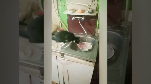 #Котёнок мясо ворует