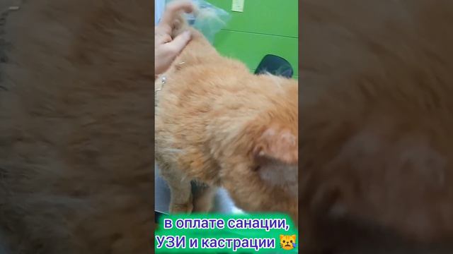 Котофею надо удалять больные зубы!