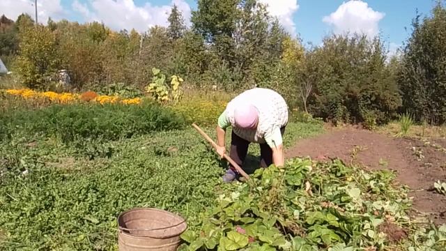 Какая птица кричит?Собираю урожай//Приехала Маиса.