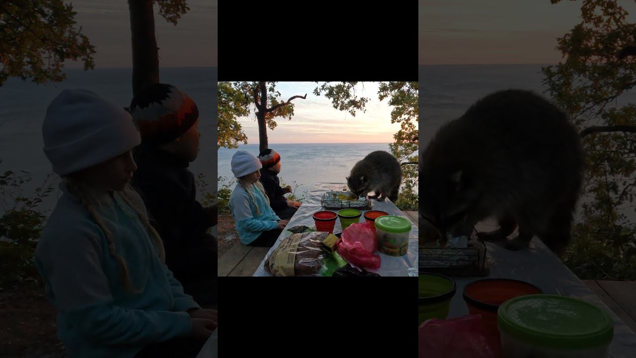 Еноты не пропускают ужин #енот #дети #природа #кемпинг #поход #животные