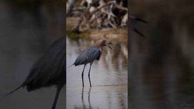 Ошеломляющая своей красотой — Голубоногая цапля 🦤