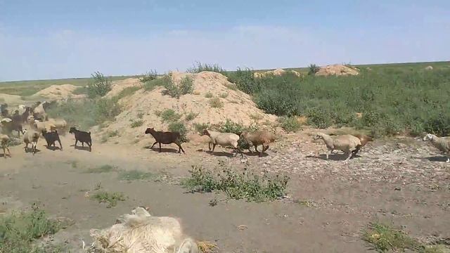 Мендвт цуhар это у нас Овцы или Отара на Водопое