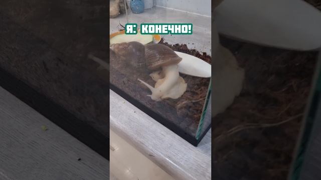 Никаких Животных говорила я...