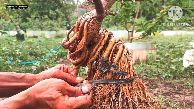 Metode Terbaru Membuat Bonsai Waru Expose Akar