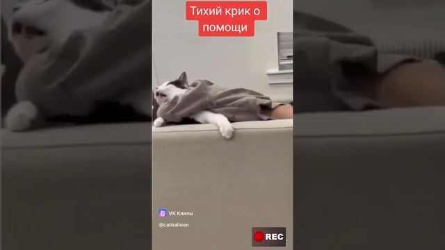 я тихий крик помощи.mp4