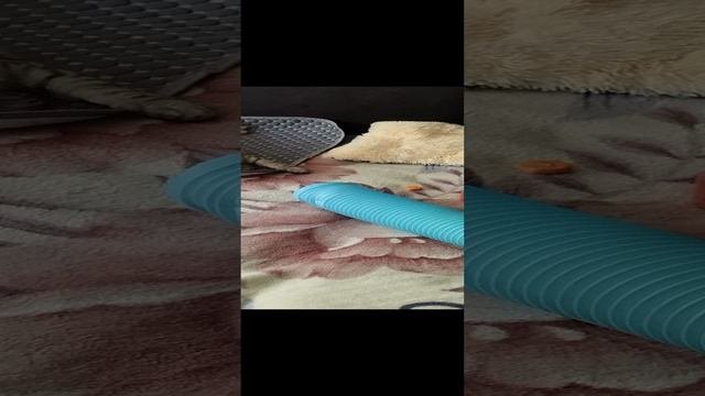 Пушистики и хвостики.😻😺🌺