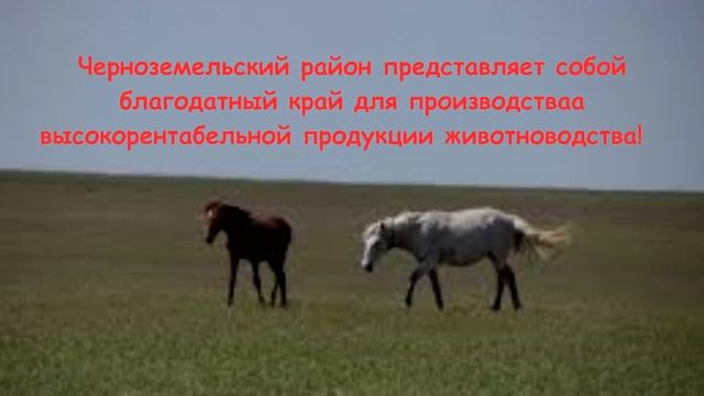 Информационный выпуск Zнай.Инфо о Черноземельском районе