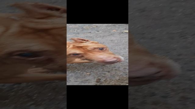 Самурай, шереметьевский приют