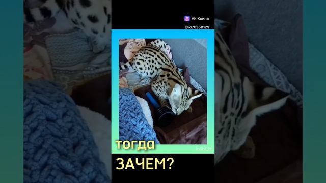 Кто спёр вантуз?👀🤔 #кот #cat #kot #юмор #прокотов