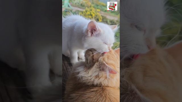 НАСТЯ ПИКСЕЛЮ : Ты- моё дыхание, утро моё ты раннее 😻🥰😻