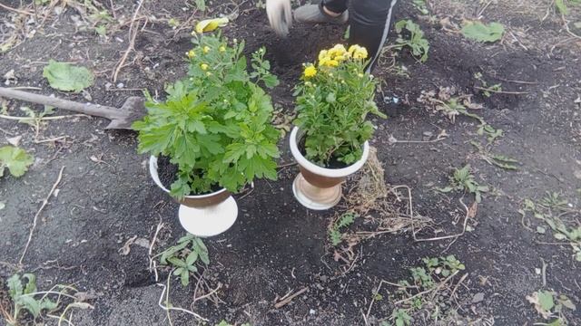 пересаживаю хризантемы/ой, какие двери 👍/посылка с Валберис