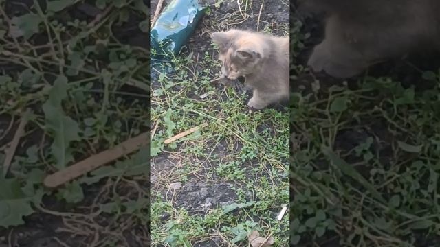 Котенок поймала мышку.mp4