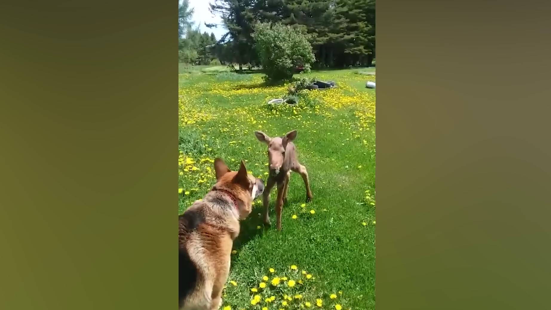 Когда твоя собака привела домой друга😂😂😂 Часть 5